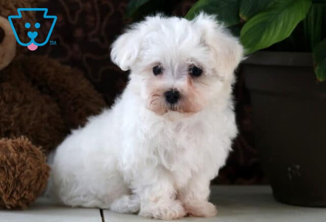 Soft and fluffy white Maltese puppy sitting beside a leafy green plant and a plush teddy bear, gazing ahead with round black eyes and a calm expression. image