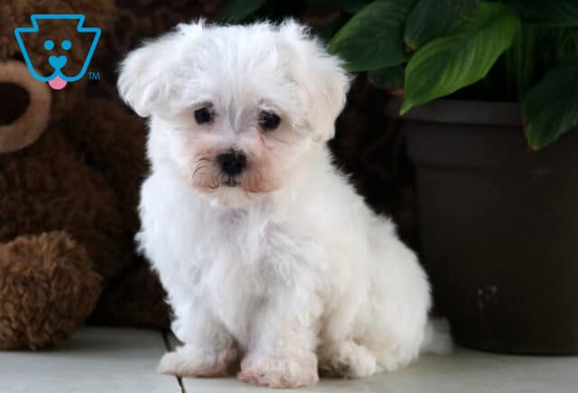 Fluffy white Maltese puppy sitting sweetly on the floor beside a leafy green plant and a teddy bear, with a round face, dark eyes, and a soft expression. image