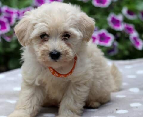 Cream-colored Maltipoo puppy with fluffy fur and an orange paw-print collar sitting on a gray polka dot blanket, with vibrant purple petunias blooming in the background.