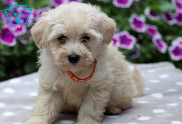 Cream-colored Maltipoo puppy with fluffy fur and an orange paw-print collar sitting on a gray polka dot blanket, with vibrant purple petunias blooming in the background. image