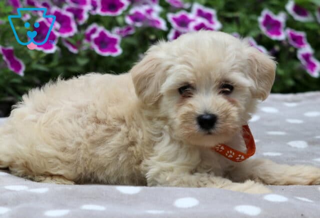 Light cream Maltipoo puppy with a fluffy coat and orange paw-print collar lying on a gray polka dot blanket, with bright pink and purple petunias in full bloom behind it. image