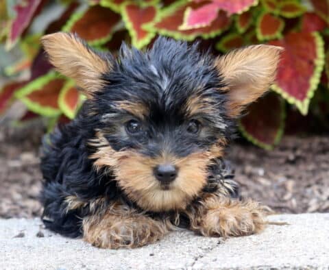 Adorable Yorkshire Terrier puppy with fluffy black and tan fur and large upright ears, lying on a stone surface in front of colorful, leafy plants.