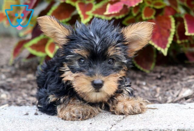 Adorable Yorkshire Terrier puppy with fluffy black and tan fur and large upright ears, lying on a stone surface in front of colorful, leafy plants. image