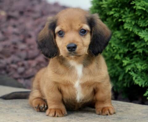 Timmy Mini Dachshund