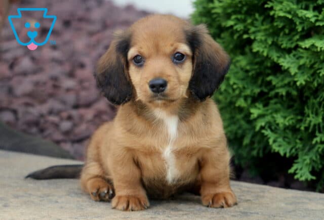 Timmy Mini Dachshund image