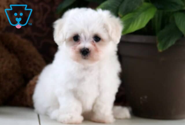 Tiny white Maltese puppy with a soft, fluffy coat and dark round eyes sitting beside a leafy green plant and a brown teddy bear, looking directly at the camera with a sweet expression. image