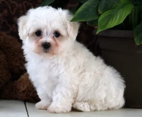 Tinker Maltese2