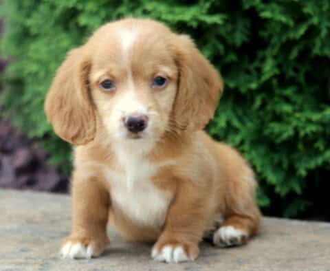 Tinker Mini Dachshund