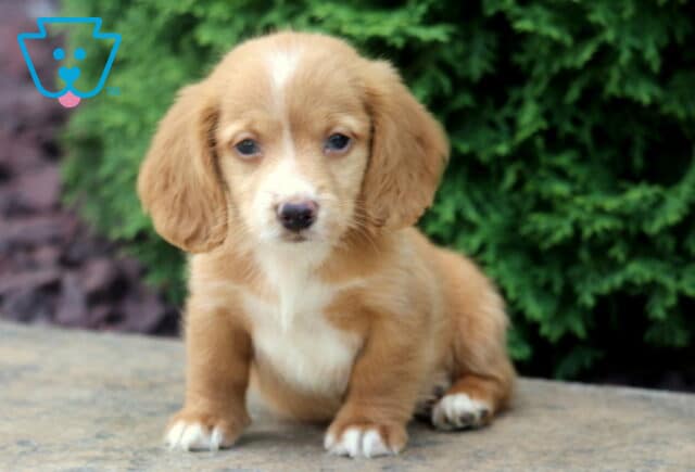 Tinker Mini Dachshund image