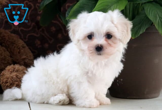 Fluffy white Maltese puppy with dark round eyes and a button nose sitting next to a green leafy plant and a plush teddy bear, gazing sweetly at the camera. image