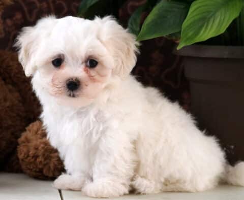 Tizzie Maltese2