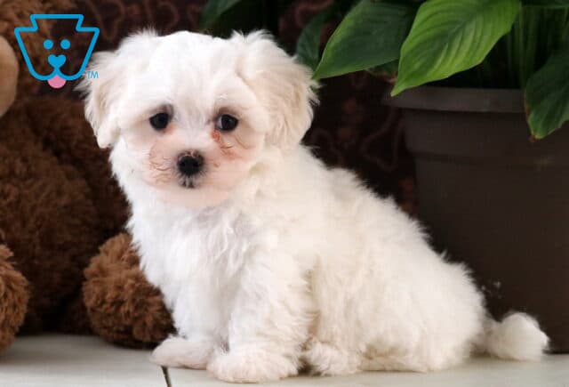 Precious white Maltese puppy sitting on a tiled floor next to a large potted plant and teddy bear, with a fluffy coat and wide, gentle eyes gazing at the camera. image