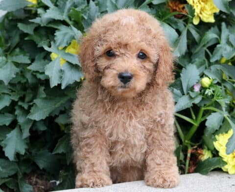 Toby Havapoo