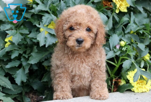 Adorable Havapoo puppy with soft, curly tan fur sitting on a concrete surface in front of lush greenery and blooming yellow flowers. image