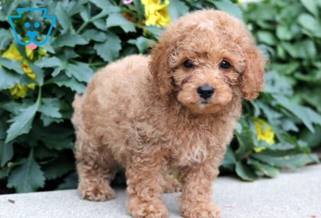 Curly-coated Havapoo puppy with light reddish-brown fur standing on a concrete surface in front of green leaves and yellow flowers. image