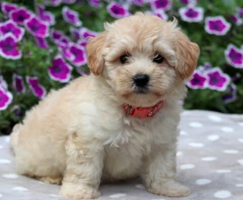 Light apricot Maltipoo puppy with fluffy fur sitting on a gray polka dot blanket, wearing a coral red collar with white paw prints, with bright magenta flowers in the background.
