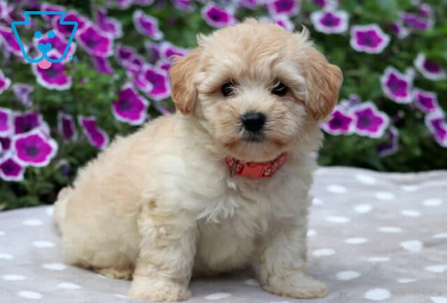Light apricot Maltipoo puppy with fluffy fur sitting on a gray polka dot blanket, wearing a coral red collar with white paw prints, with bright magenta flowers in the background. image