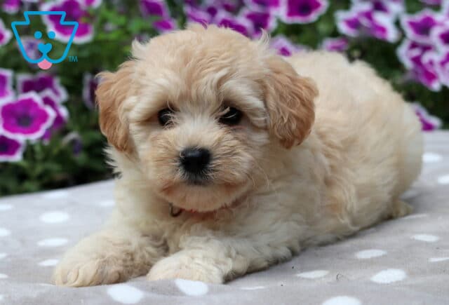 Light apricot Maltipoo puppy with soft, fluffy fur lying on a gray polka dot blanket, gazing sweetly at the camera with purple and white petunias blooming in the background. image