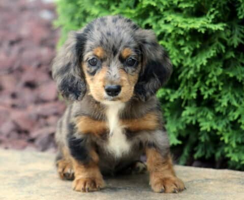 Tonya Mini Dachsund