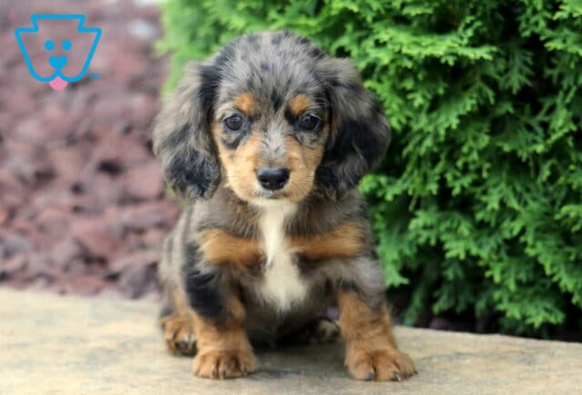 Tonya Mini Dachsund image