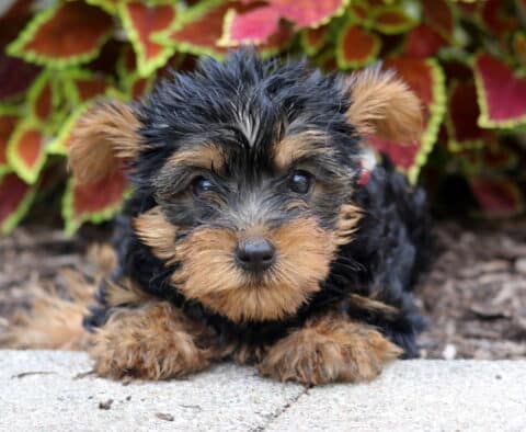 Fluffy Yorkshire Terrier puppy with a shiny black and tan coat, lying on a stone surface with vibrant red and green foliage in the background.