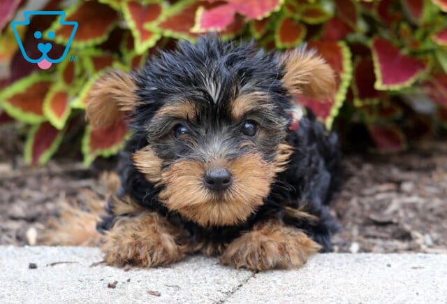 Fluffy Yorkshire Terrier puppy with a shiny black and tan coat, lying on a stone surface with vibrant red and green foliage in the background. image