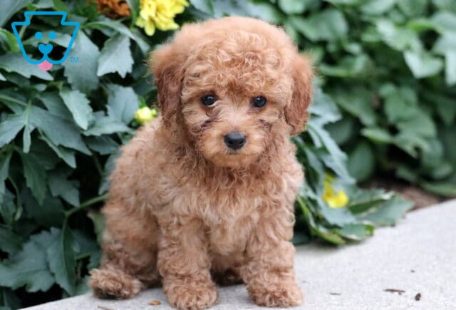 Curly Havapoo puppy with a warm reddish-tan coat sitting on concrete beside green foliage and bright yellow flowers, looking sweetly at the camera. image