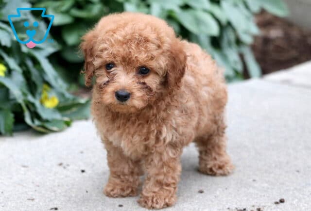 Fluffy Havapoo puppy with a rich reddish coat standing on a light concrete surface, with leafy plants and yellow flowers in the background. image