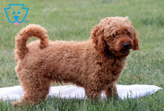 Trooper Mini Poodle Alvin Stoltzfus (2) image