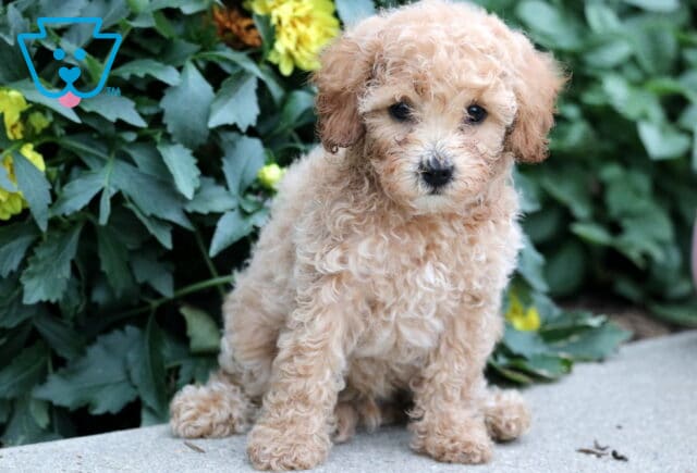 Light apricot Havapoo puppy with fluffy, curly fur sitting on a concrete surface, surrounded by leafy green plants and yellow blossoms. image