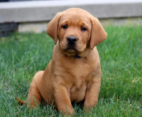 Tuck Lab
