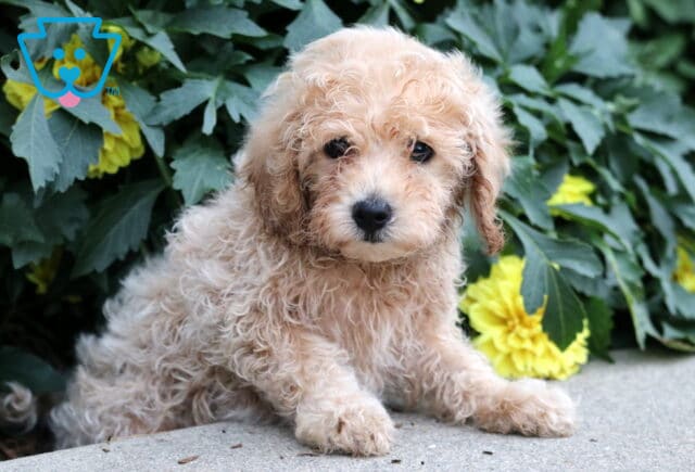 Cream-colored Havapoo puppy with loose curls sitting slightly sideways on concrete, framed by green leaves and bright yellow flowers. image
