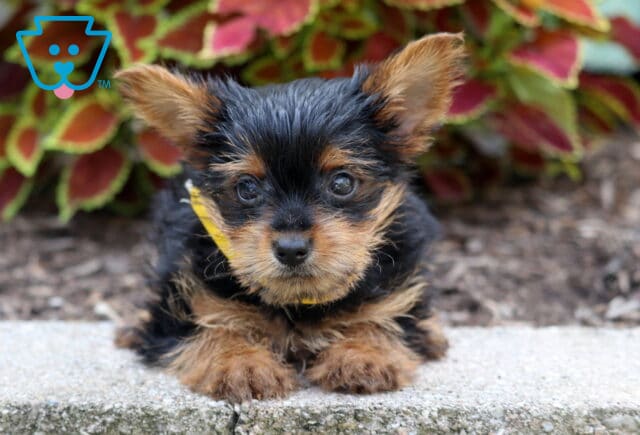 Adorable Yorkshire Terrier puppy with a silky black and tan coat, wearing a yellow ribbon and lying on a stone surface in front of colorful foliage. image