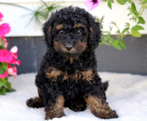 Walker Cockapoo