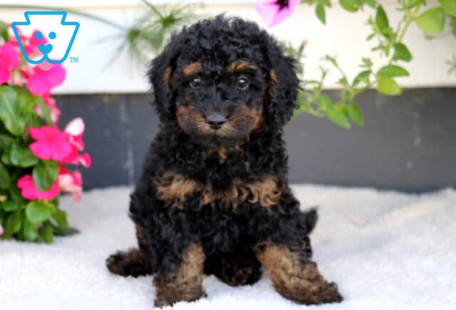 Walker Cockapoo image