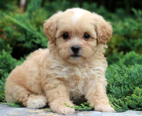 Walker Shihpoo