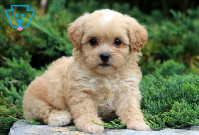 Walker Shihpoo image