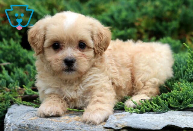 Walker Shihpoo2 image