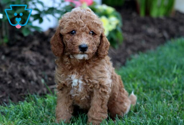 Wally Mini Goldendoodle image