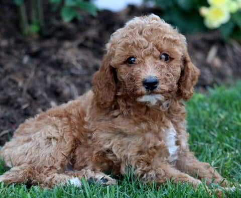 Wally Mini Goldendoodle2