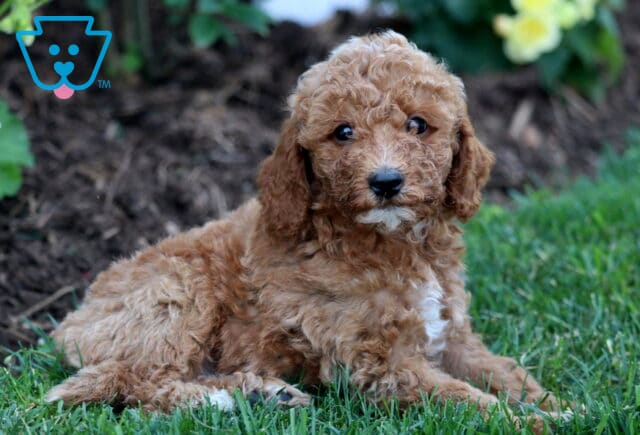 Wally Mini Goldendoodle2 image