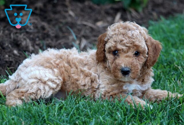 Warren Mini Goldendoodle image