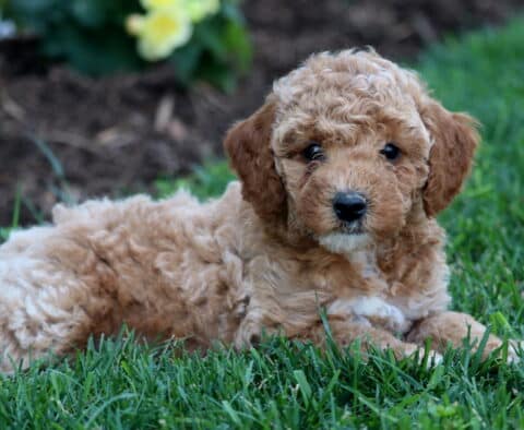 Warren Mini Goldendoodle2