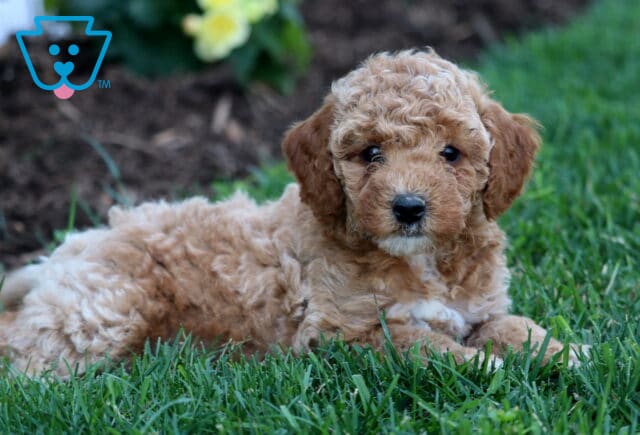 Warren Mini Goldendoodle2 image