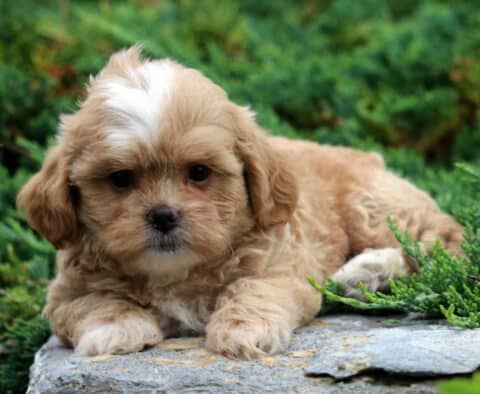 Watson Shihpoo