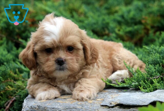 Watson Shihpoo image