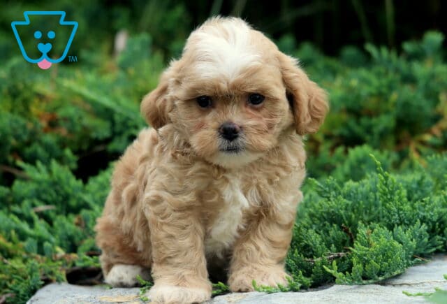 Watson Shihpoo2 image