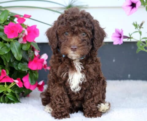 Wesley Cockapoo