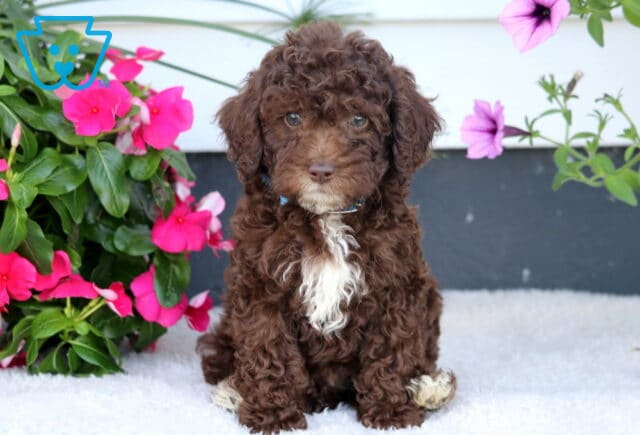 Wesley Cockapoo image