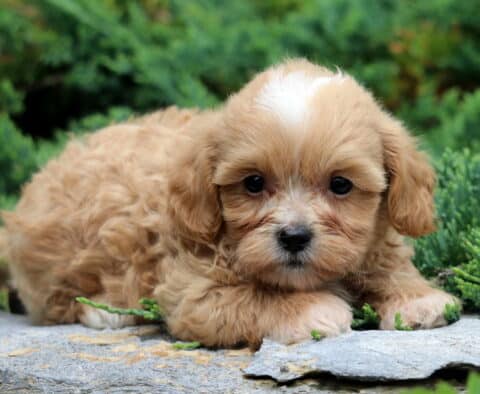 Wesley Shihpoo
